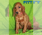 Small Photo #6 Irish Setter Puppy For Sale in EXCELSIOR SPRINGS, MO, USA