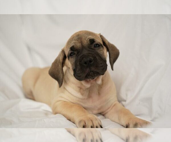 Medium Photo #1 Presa Canario Puppy For Sale in CHICAGO, IL, USA