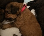 Small #4 Bernedoodle
