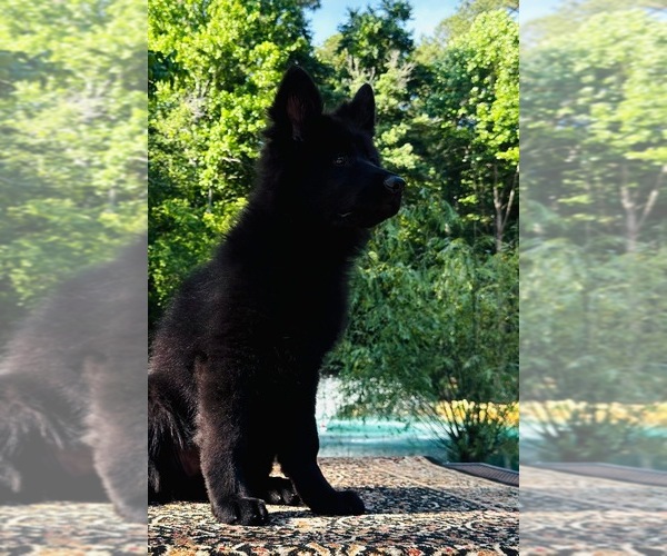 Medium Photo #7 German Shepherd Dog Puppy For Sale in GADSDEN, AL, USA