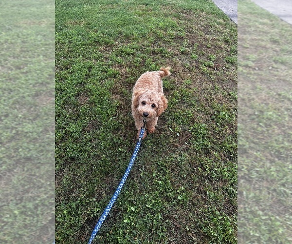 Medium Photo #7 Cavapoo (Miniature) Puppy For Sale in MEDFORD, OR, USA