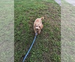 Small #6 Cavapoo (Miniature)