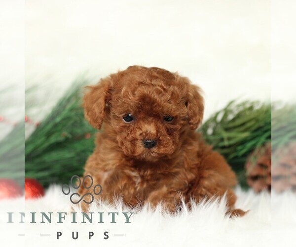 Medium Photo #2 Poodle (Toy) Puppy For Sale in CHRISTIANA, PA, USA