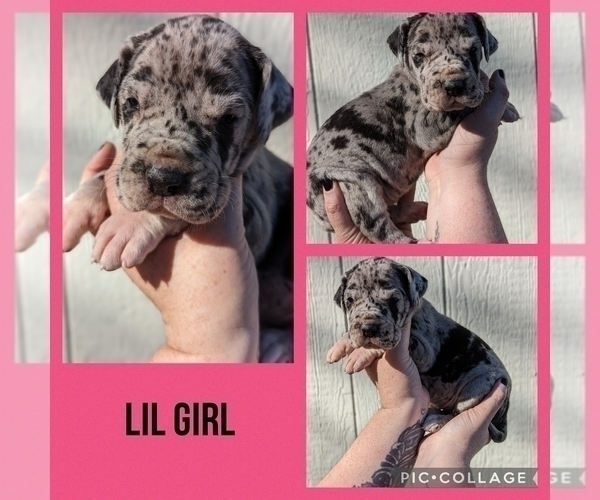 Medium Photo #3 Great Dane Puppy For Sale in GREENVILLE, NC, USA