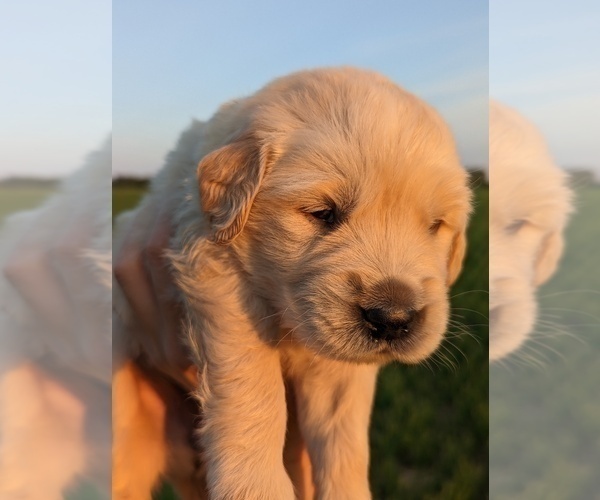 Medium Photo #28 Golden Retriever Puppy For Sale in WOOSTER, OH, USA
