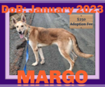 Small #2 Collie-German Shepherd Dog Mix