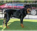 Small #12 Rottweiler