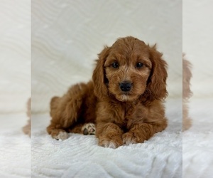 Goldendoodle (Miniature) Puppy for sale in GREENFIELD, IN, USA