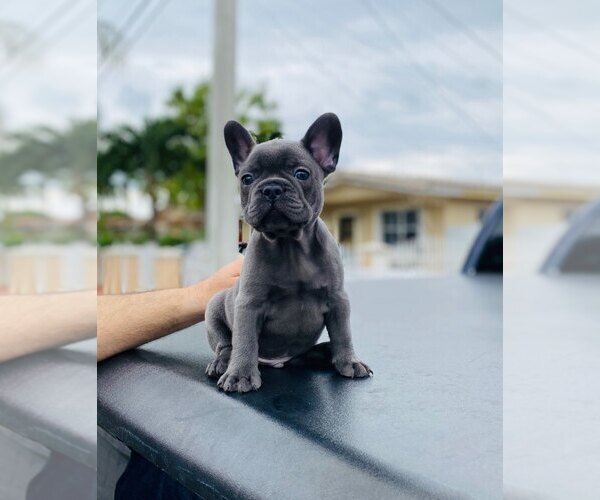 Medium Photo #15 French Bulldog Puppy For Sale in MIAMI, FL, USA