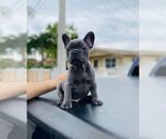 Small Photo #15 French Bulldog Puppy For Sale in MIAMI, FL, USA