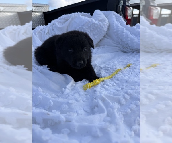 Medium Photo #2 German Shepherd Dog Puppy For Sale in GREENVILLE, NC, USA