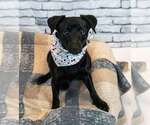 Small #2 Colonial Cocker Spaniel-Jack Russell Terrier Mix