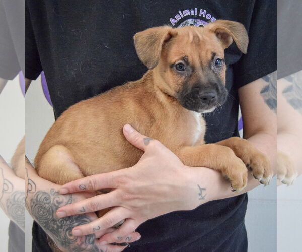 Medium Photo #2 American Staffordshire Terrier-Boxer Mix Puppy For Sale in Huntley, IL, USA