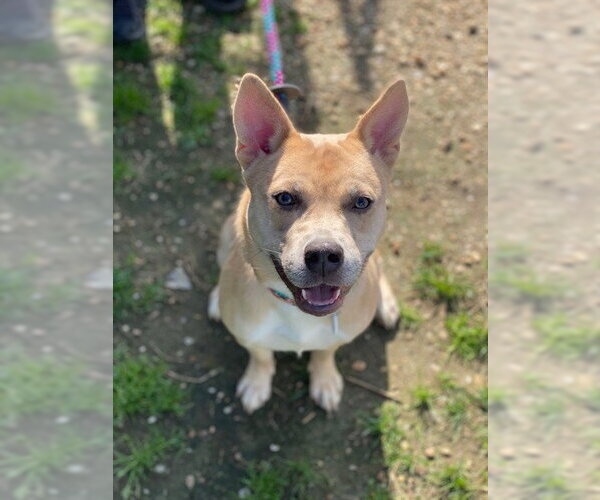 Medium Photo #2 Carolina Dog-Unknown Mix Puppy For Sale in Forestville, MD, USA