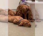 Small Photo #11 Vizsla Puppy For Sale in VACAVILLE, CA, USA