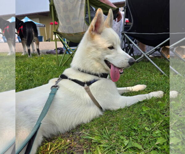 Medium Photo #9 Huskies -Unknown Mix Puppy For Sale in Fargo, ND, USA