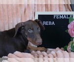 Small #1 Doberman Pinscher