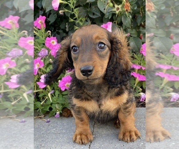 Medium Photo #2 Dachshund Puppy For Sale in CANOGA, NY, USA