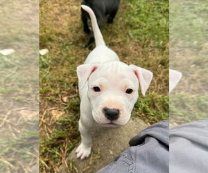 American Pit Bull Terrier Dogs for adoption in Alexandria, VA, USA