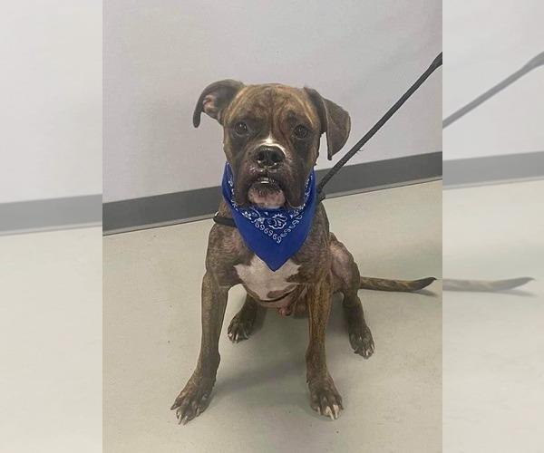 Medium Photo #4 Boxer Puppy For Sale in Woodbury, MN, USA