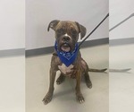 Small #3 Boxer