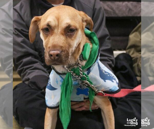 Medium Photo #3 Black Mouth Cur-Labrador Retriever Mix Puppy For Sale in Washington, DC, USA