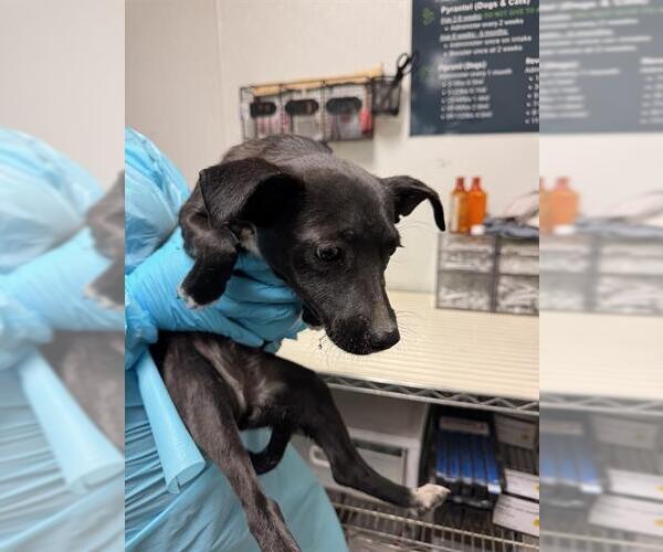 Medium Photo #1 Chihuahua Puppy For Sale in Bakersfield, CA, USA