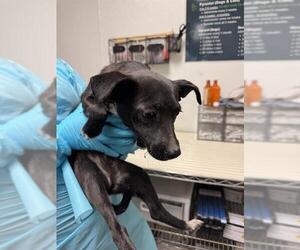 Chihuahua Dogs for adoption in Bakersfield, CA, USA