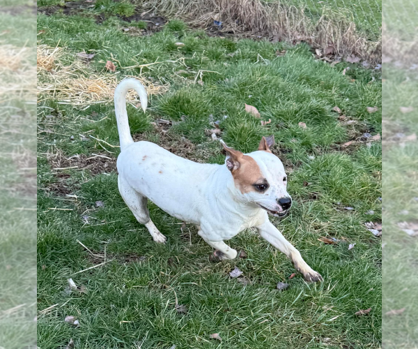 Medium Photo #4 Boxer Puppy For Sale in Burnsville, MN, USA