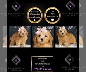 Medium Poodle (Miniature)