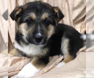 Mutt Dogs for adoption in Thief River Falls, MN, USA