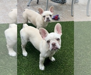 French Bulldog Puppy for sale in RIPON, CA, USA