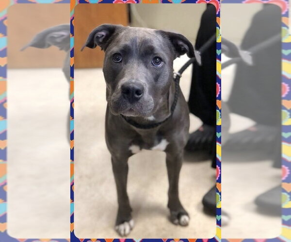 Medium Photo #5 American Staffordshire Terrier-Labrador Retriever Mix Puppy For Sale in Brewster, NY, USA