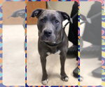 Small #4 American Staffordshire Terrier-Labrador Retriever Mix