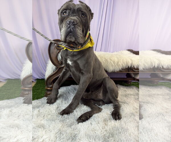 Medium Photo #1 Mutt Puppy For Sale in Goodyear, AZ, USA