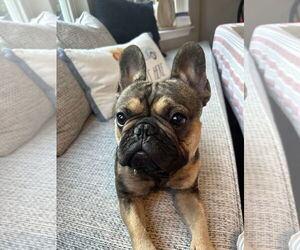 French Bulldog Dogs for adoption in Dumont, NJ, USA