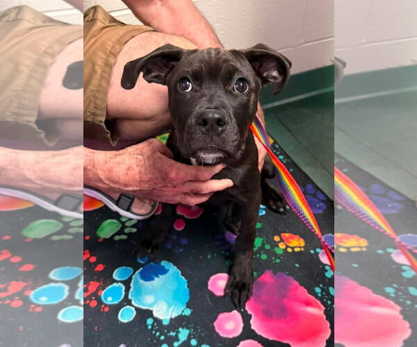 Medium Photo #1 Labrador Retriever-Unknown Mix Puppy For Sale in Holly Springs, NC, USA