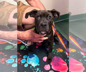 Labrador Retriever-Unknown Mix Dogs for adoption in Holly Springs, NC, USA