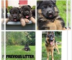 Small Photo #4 German Shepherd Dog Puppy For Sale in WEST YARMOUTH, MA, USA