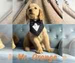 Puppy Mr Orange Golden Retriever