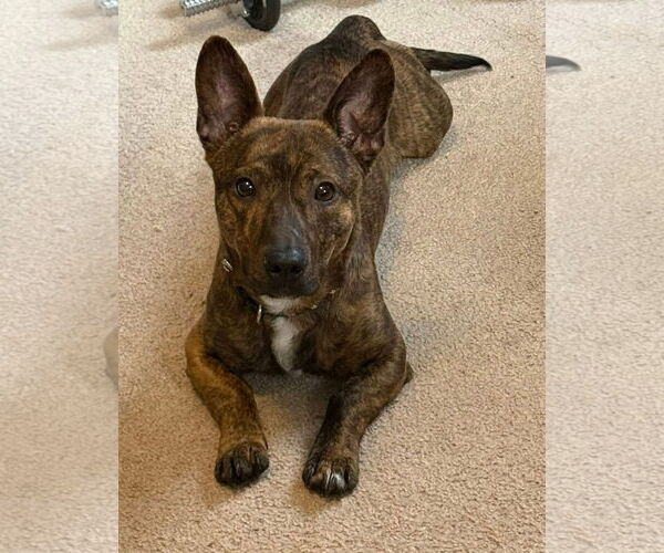 Medium Photo #2 Jack Russell Terrier-Unknown Mix Puppy For Sale in Germantown, OH, USA