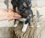 Small #2 Border Collie-Labradoodle Mix