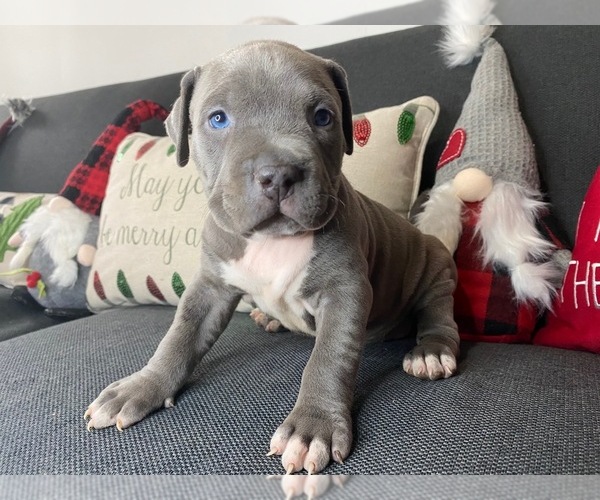 Medium Photo #12 American Pit Bull Terrier Puppy For Sale in PALM BCH GDNS, FL, USA