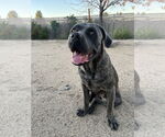 Small #4 Mutt