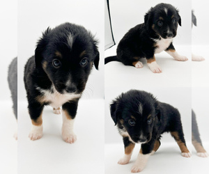 Miniature Australian Shepherd Puppy for sale in BROOKER, FL, USA