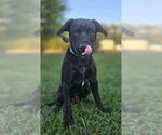 Small #10 Labrador Retriever Mix