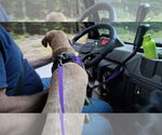 Small #20 Dachshund Mix