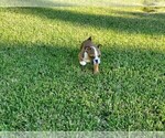 Small Photo #2 Bulldog Puppy For Sale in SANTA CLARITA, CA, USA