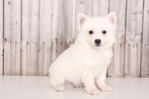 Medium Photo #1 American Eskimo Dog Puppy For Sale in MOUNT VERNON, OH, USA