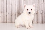 Small Photo #1 American Eskimo Dog Puppy For Sale in MOUNT VERNON, OH, USA